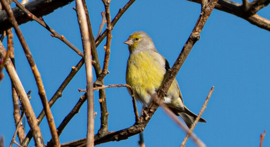 Venturon montagnard ©Vincent Lhermet