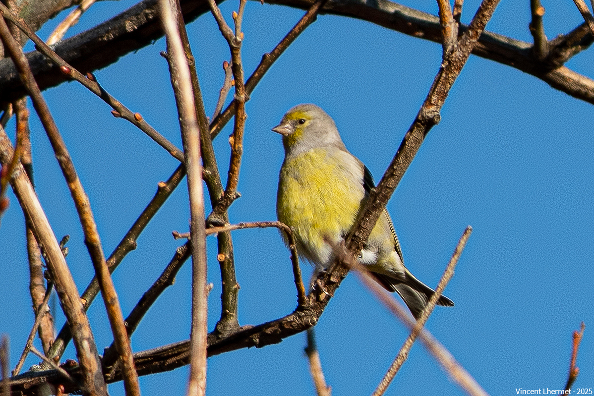Venturon montagnard ©Vincent Lhermet